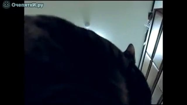 Прыжки кота в высоту [Jumping cat in height] смотреть онлайн