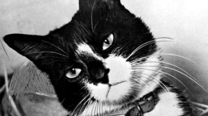 ЖИВОТНЫЕ-ГЕРОИ ВОВ