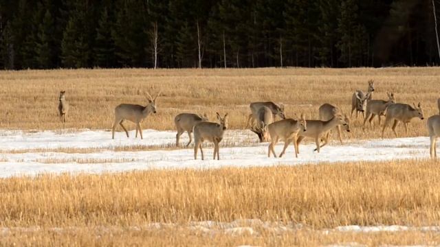 Косули в заказнике «Большая степь» смотреть онлайн