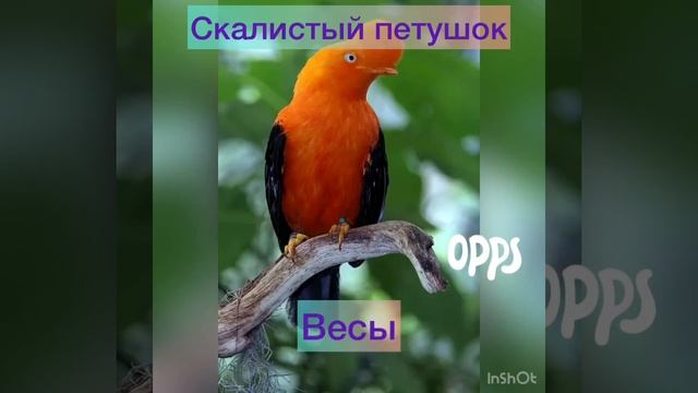 Какая ты птица по знаку зодиака. смотреть онлайн