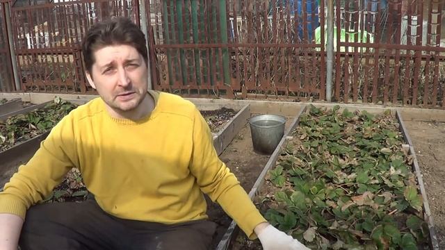 Как защитить клубнику от заморозков смотреть онлайн