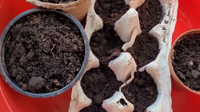 Бюджетная емкость для рассады из подручных средств. Дачные рецепты смотреть онлайн