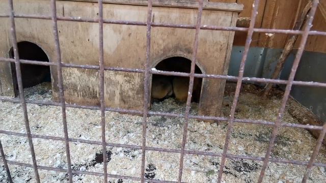 сурок байбак ч 1 смотреть онлайн