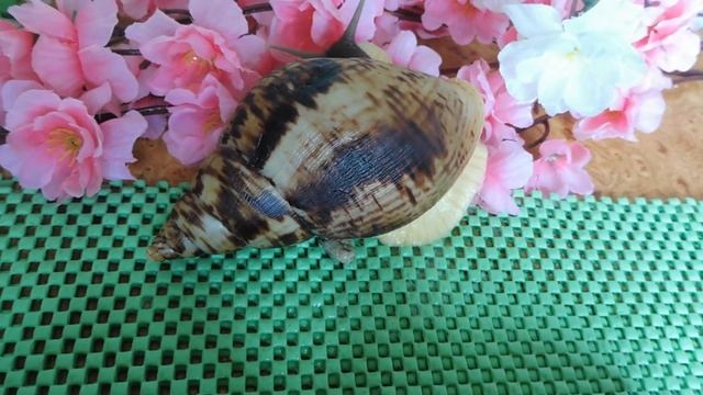 АХАТИНА РЕТИКУЛЯТА ЧЕРНОГОЛОВАЯ - ОТ 8 СМ ДО 10 СМ - 24.03.2018 ( МАРИ МИСТИК ) смотреть онлайн