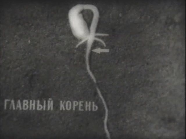 Биология. Строение и жизнедеятельность растений. Рост корня смотреть онлайн