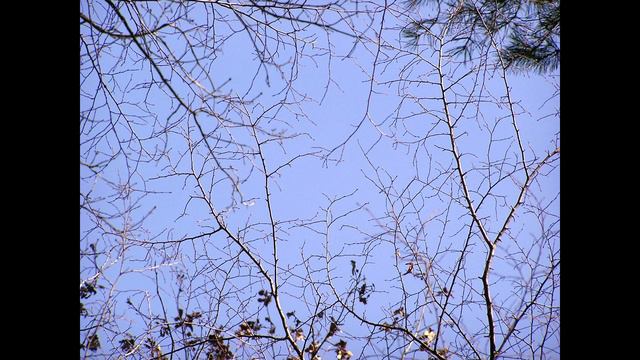 ФЕВРАЛЬ В ПРЕДГОРЬЯХ КУБАНИ - ПРОБУЖДЕНИЕ.