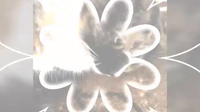 Кошка Читка смотреть онлайн