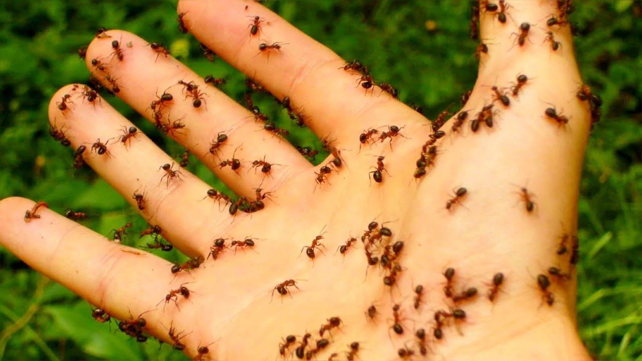 МУРАВЬИ НЕ ЛЮБЯТ ЭТО! СРАЗУ УЙДУТ НАВСЕГДА! БЫСТРЫЙ СПОСОБ КАК ИЗБАВИТЬСЯ ОТ МУРАВЬЕВ НА ОГОРОДЕ! смотреть онлайн