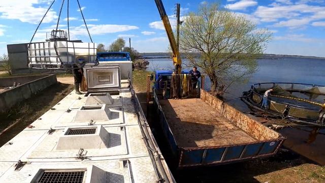 Отправляем форель в наш цех в Одинцово смотреть онлайн