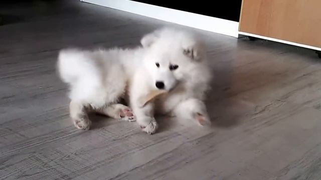 The Cutest Dog In The World (най-сладкото куче на света) смотреть онлайн