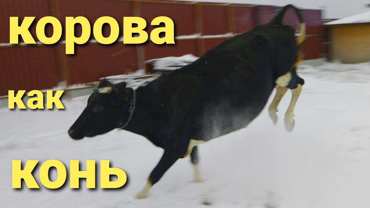 КОРОВА ЗНАКОМИТСЯ С КОНЕМ смотреть онлайн