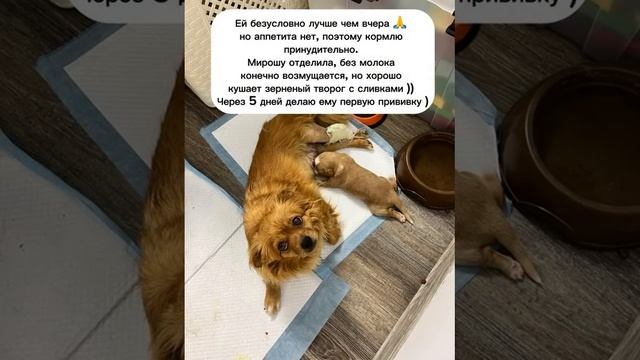 Удивительная история Вари....? смотреть онлайн