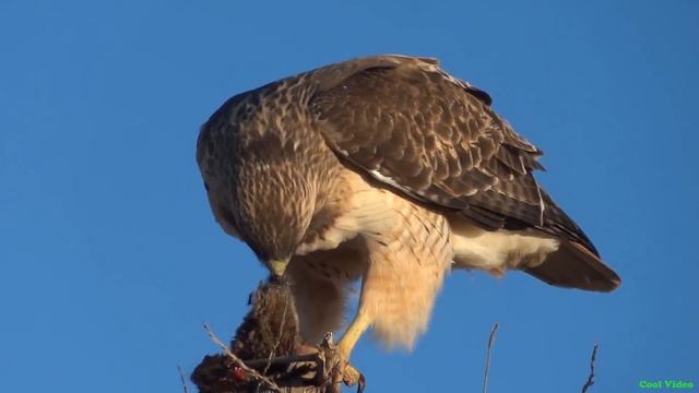 Краснохвостый сарыч ест добычу (Red tailed hawk) смотреть онлайн