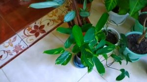 ОБЗОР КОМНАТНЫХ РАСТЕНИЙ У ЗАПАДНОГО ОКНА