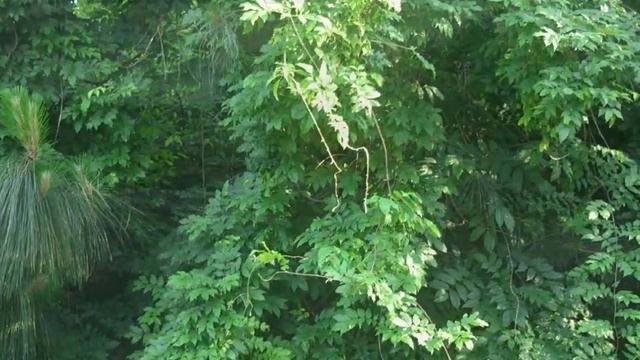 101 Cherokee Trail смотреть онлайн
