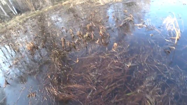 Весенняя охота на селезня с чучелами и подсадными утками. смотреть онлайн