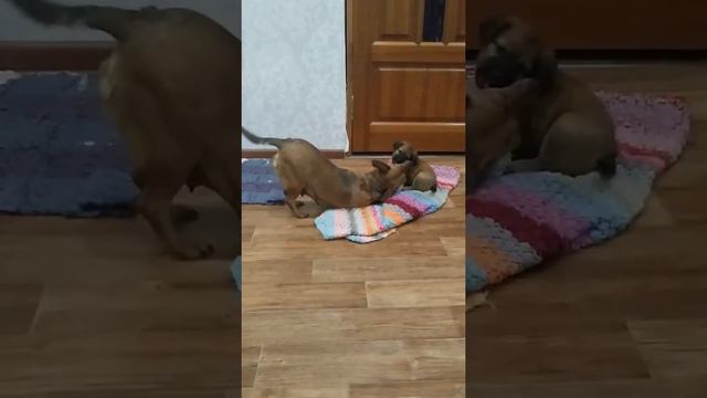 Обучение щенка мамой смотреть онлайн