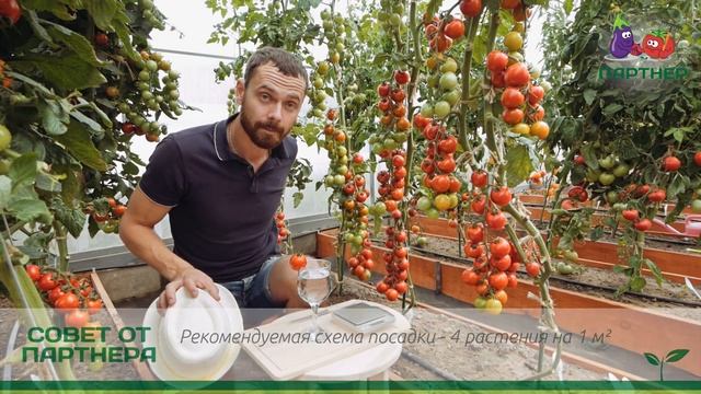 ЗОЛОТАЯ СЕРИЯ ТОМАТОВ! ЧЕРРИ КОКТА F1 смотреть онлайн