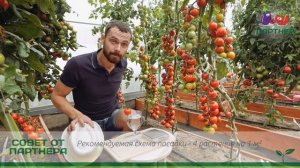 ЗОЛОТАЯ СЕРИЯ ТОМАТОВ! ЧЕРРИ КОКТА F1