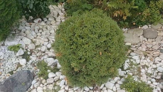Как и зачем стричь туи и другие хвойные смотреть онлайн