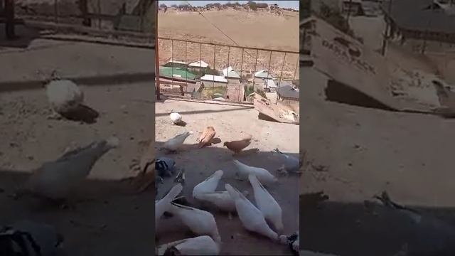 Кафтархои фуруши кафтархо дар Шахри Душанбе карор доранд харидори аник да комент нависад. смотреть онлайн