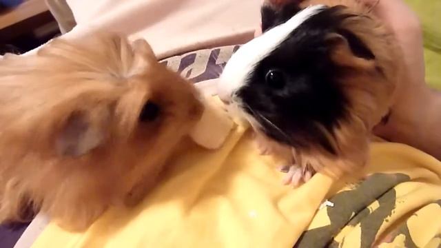 Dangerous beasts fighting for food смотреть онлайн