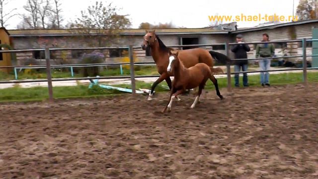 Bahi Shael (Bagia Shael - Hamat Shael), akhal-teke colt, sell, ахалтекинский жеребёнок, продажа. смотреть онлайн