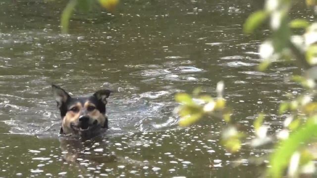 ГРИБНИКИ КОРЗИНАМИ НЕСУТ ГРИБЫ С ЗАБРОШЕННОГО ЯБЛОЧНОГО САДА! Набрал грибы на засолку! смотреть онлайн