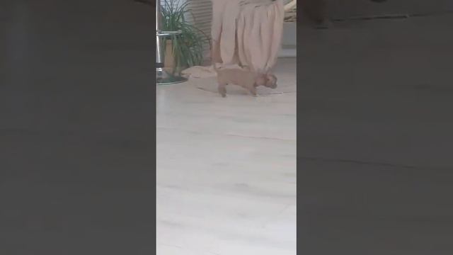 Мальчики чихуахуа шоколадного окраса смотреть онлайн