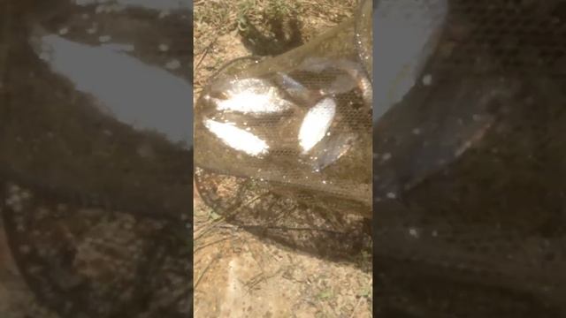 Рыбалка на Партизанском водохранилище смотреть онлайн