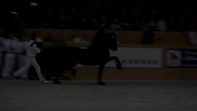 The KFPS Royal Friesian Horse Stallion Show- Be there! смотреть онлайн