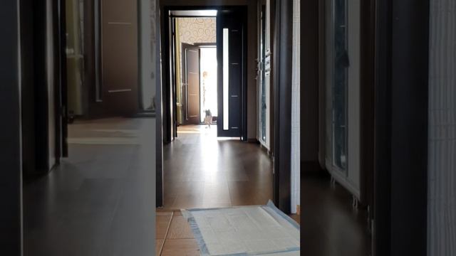 щенок американской акиты ❤️ смотреть онлайн