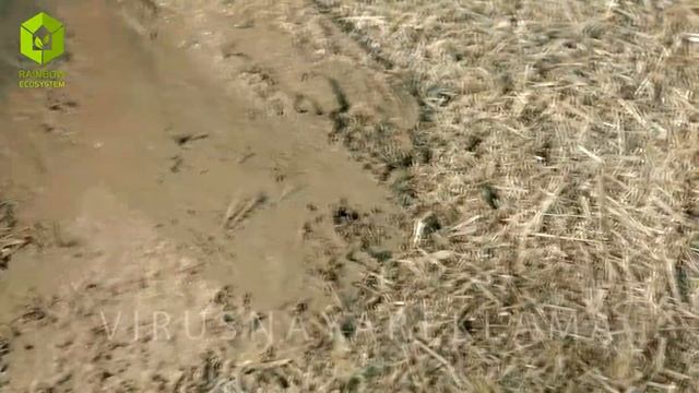 Соломенные дома Rainbow Ecosystem