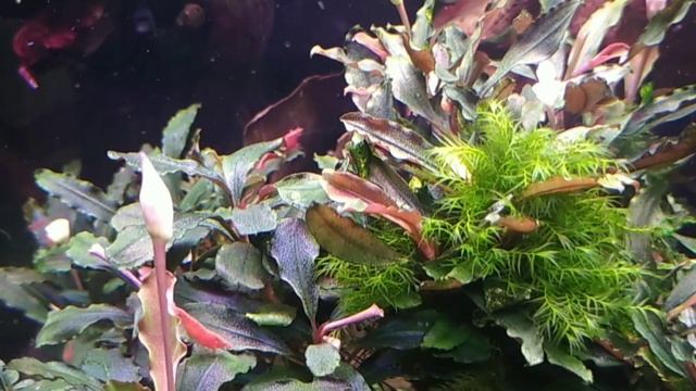 #aquarium#tank#bucephalandra #релакс#shrimp#moss  Мох Феникс растет в кочке Буцефаландр