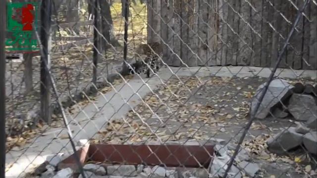 leopard смотреть онлайн