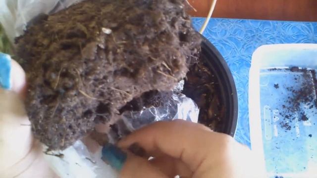 Непентес Миранда (Nepenthes Miranda) - посадка взрослого растения