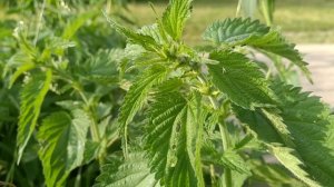 Крапива двудомная   чем она полезна