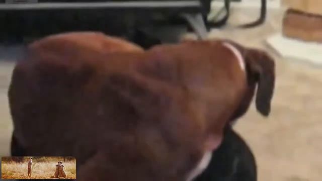 Забавные домашние животные 5 смотреть онлайн