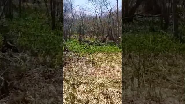 Сбор черемши #черемша смотреть онлайн