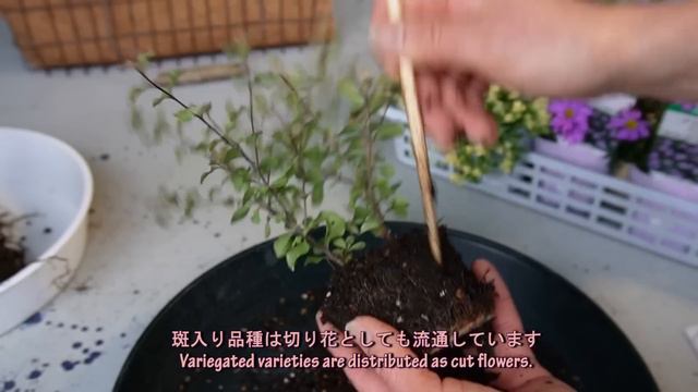 【春先取り！】春の花で寄せ植え🌸オステオスペルマムの育て方 Spring Flower Basket, How to grow Osteospermum🌼 смотреть онлайн