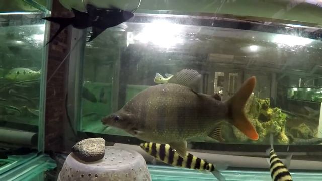 Distichodus lusosso, the champion jerk of our collection, 1.5', 3 years old, 240 gal, 12-21-2017 смотреть онлайн