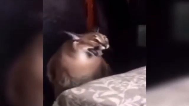 mem.zh смотреть онлайн