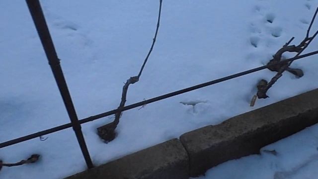 Не укрывные кишмиши Спартанец,Юпитер,Катавба. Винный - Маркет. смотреть онлайн