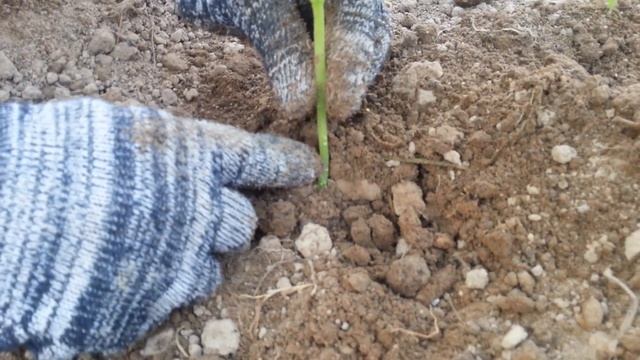 Как и когда высаживать огурцы в грунт смотреть онлайн