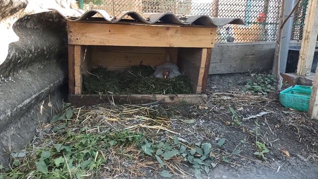 Жизнь в станице на юге. Куринные новости. Бассейн в отпуске. смотреть онлайн