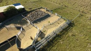Colin Murdoch Custom Sheep Yard System