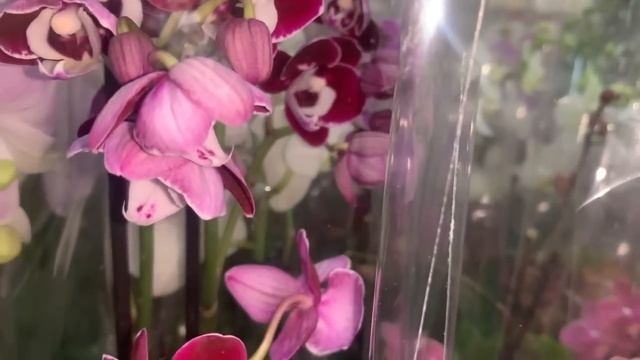Флорэвиль ?? обзор орхидей 29.08.22 ? Москва смотреть онлайн