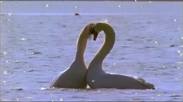 футаж Лебеди на воде с блёсками смотреть онлайн