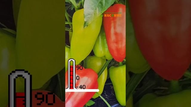 Посадите в этом году разные перцы! смотреть онлайн