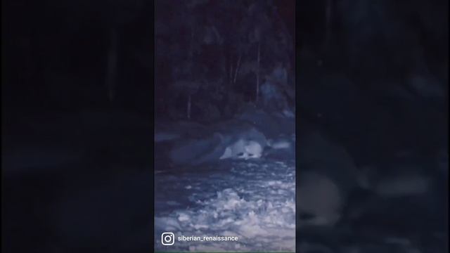 Рысь в деле. Вот что делает рысь с волком. #версус #versus #mortalkombat #смертельнаябитва #охота смотреть онлайн